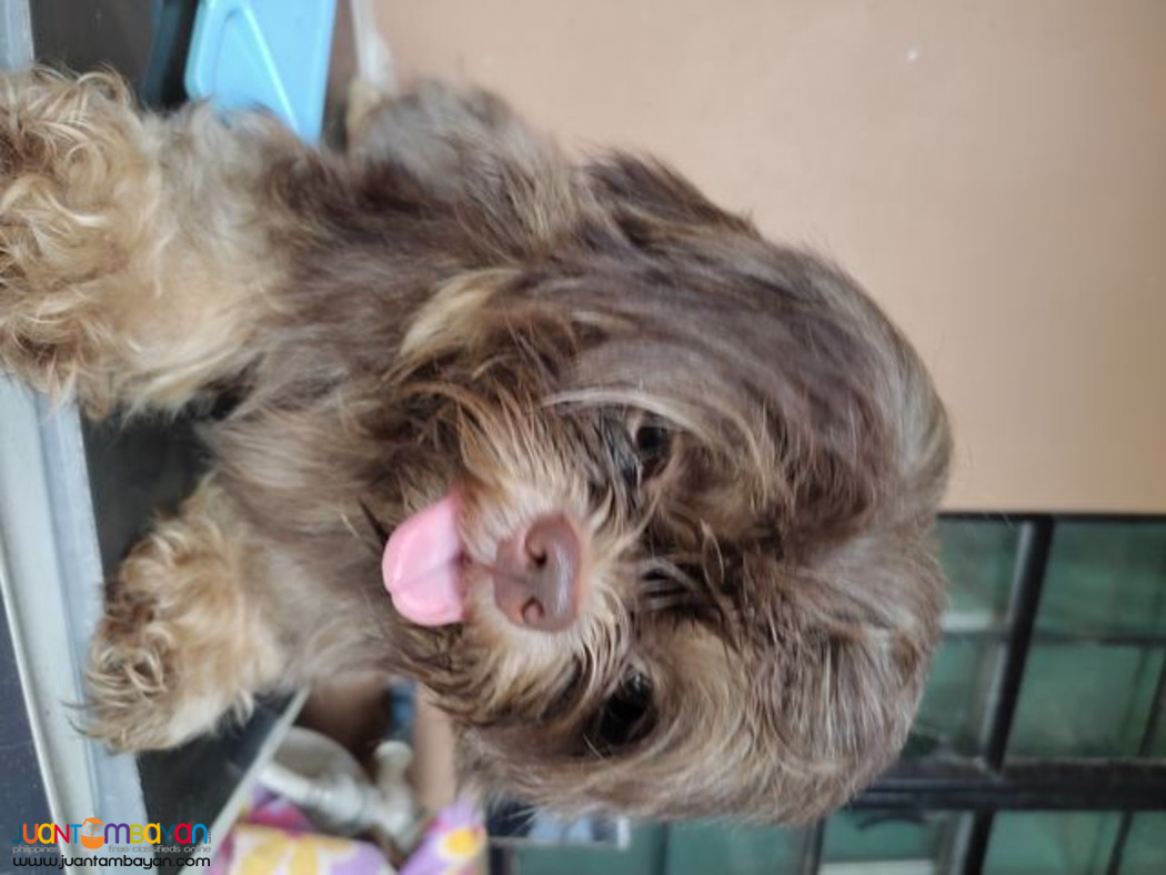 Shih Tzu chocoliver dobie