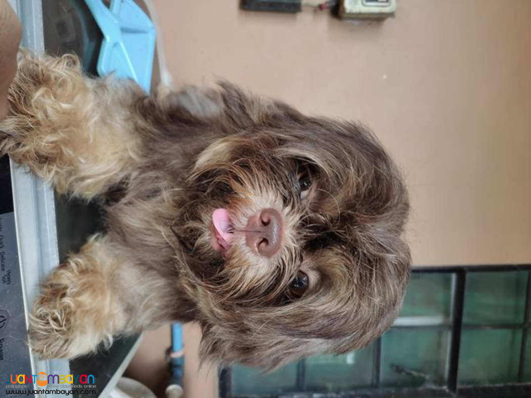 Shih Tzu chocoliver dobie