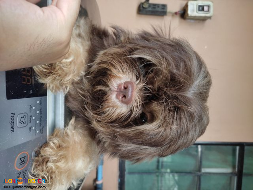 Shih Tzu chocoliver dobie