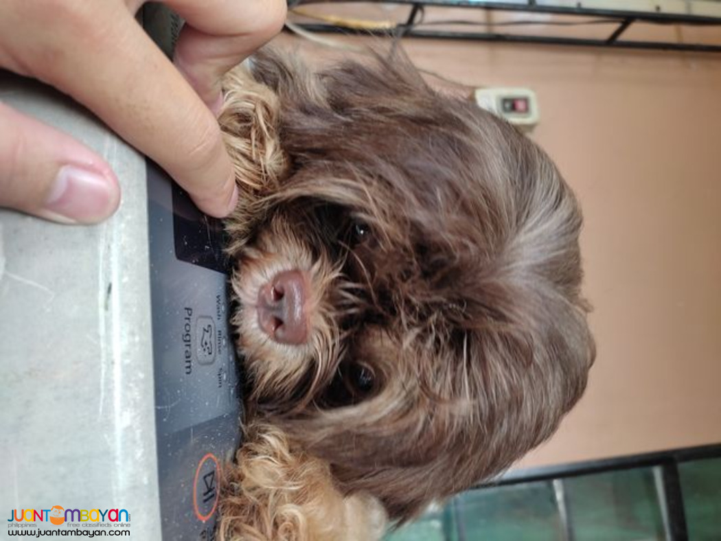 Shih Tzu chocoliver dobie