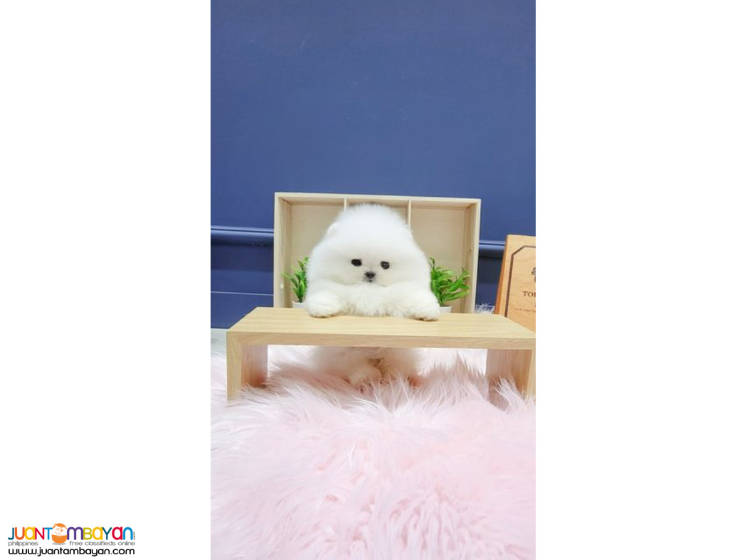 Teacup Pomeranian Girl 