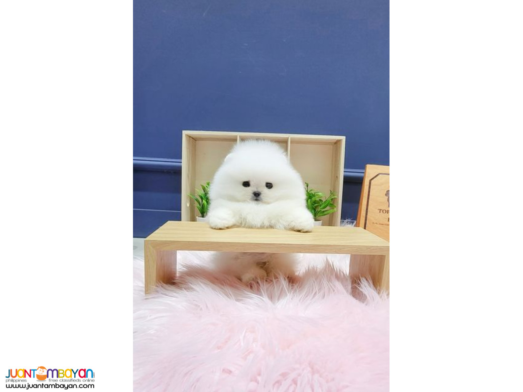 Teacup Pomeranian Girl 