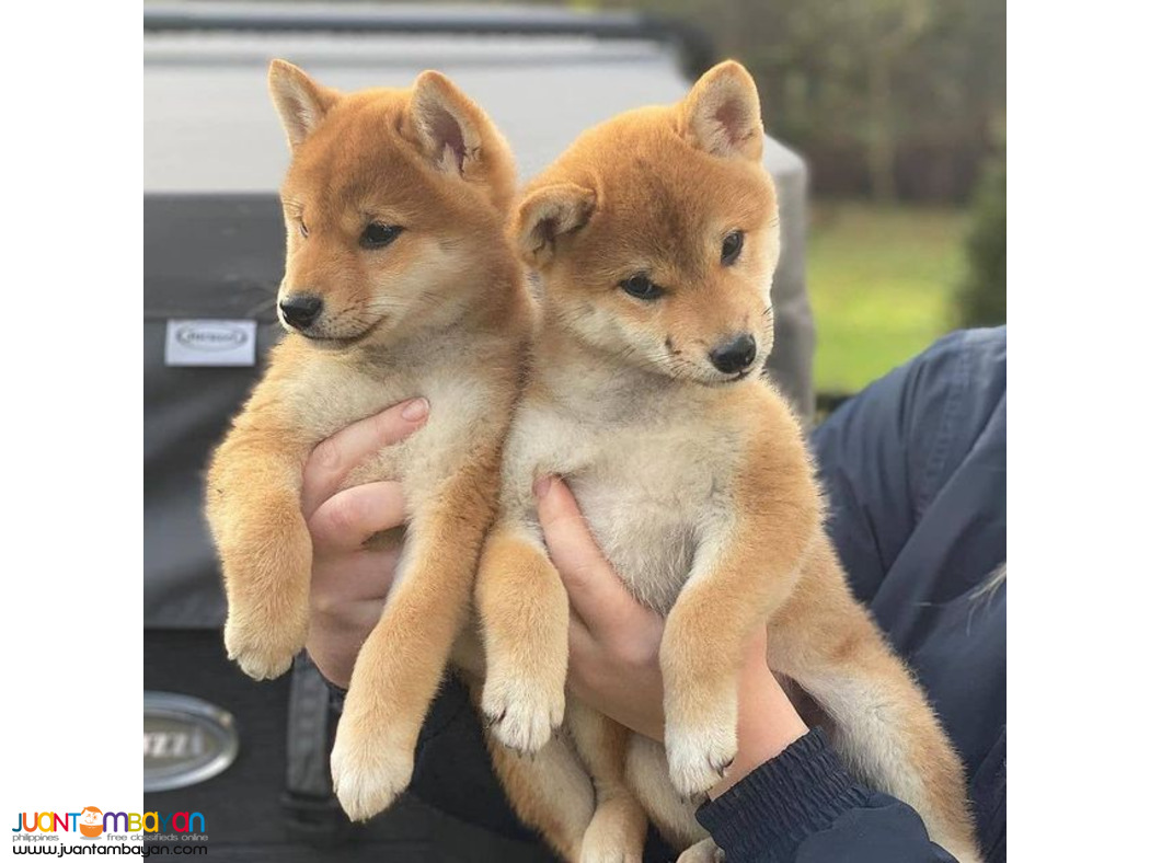 Shiba Inu Puppies