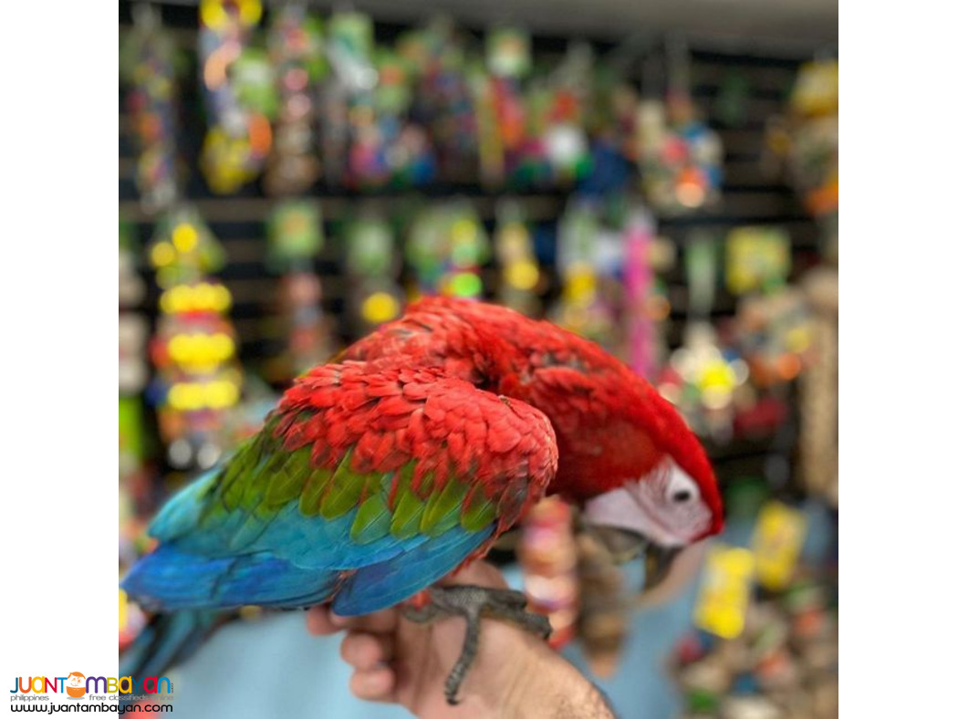SCARLET MACAW PARROTS Whats App +639060393920