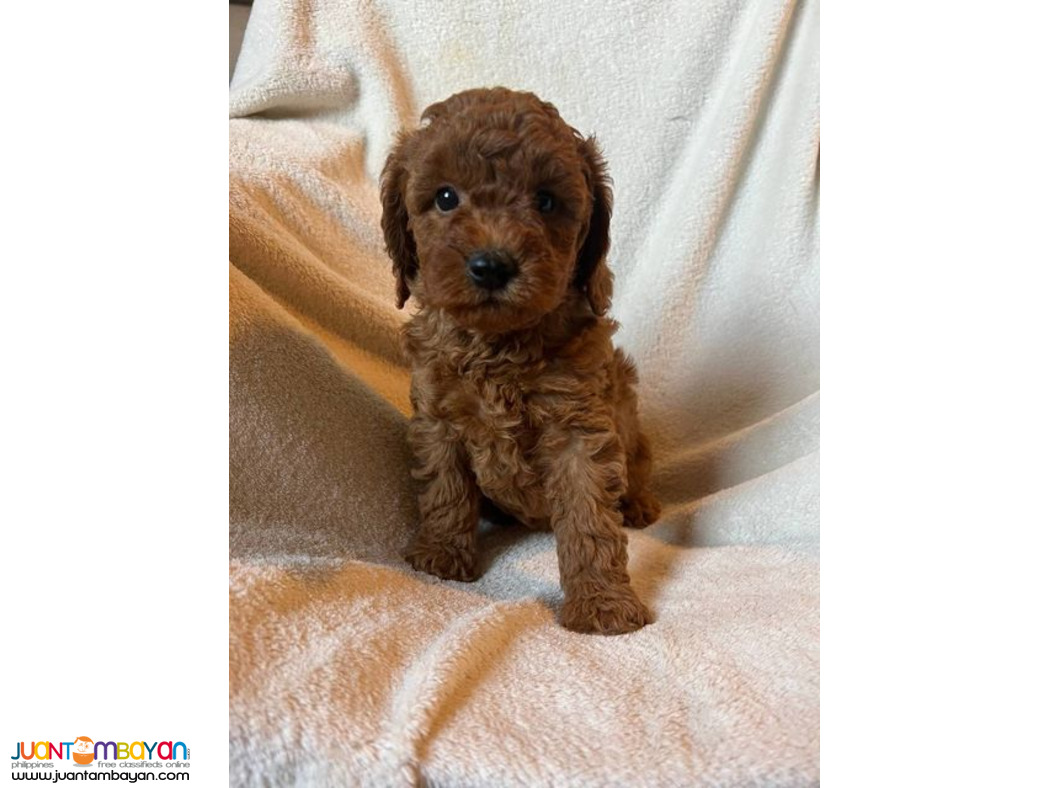 Toy Poodle available Male only