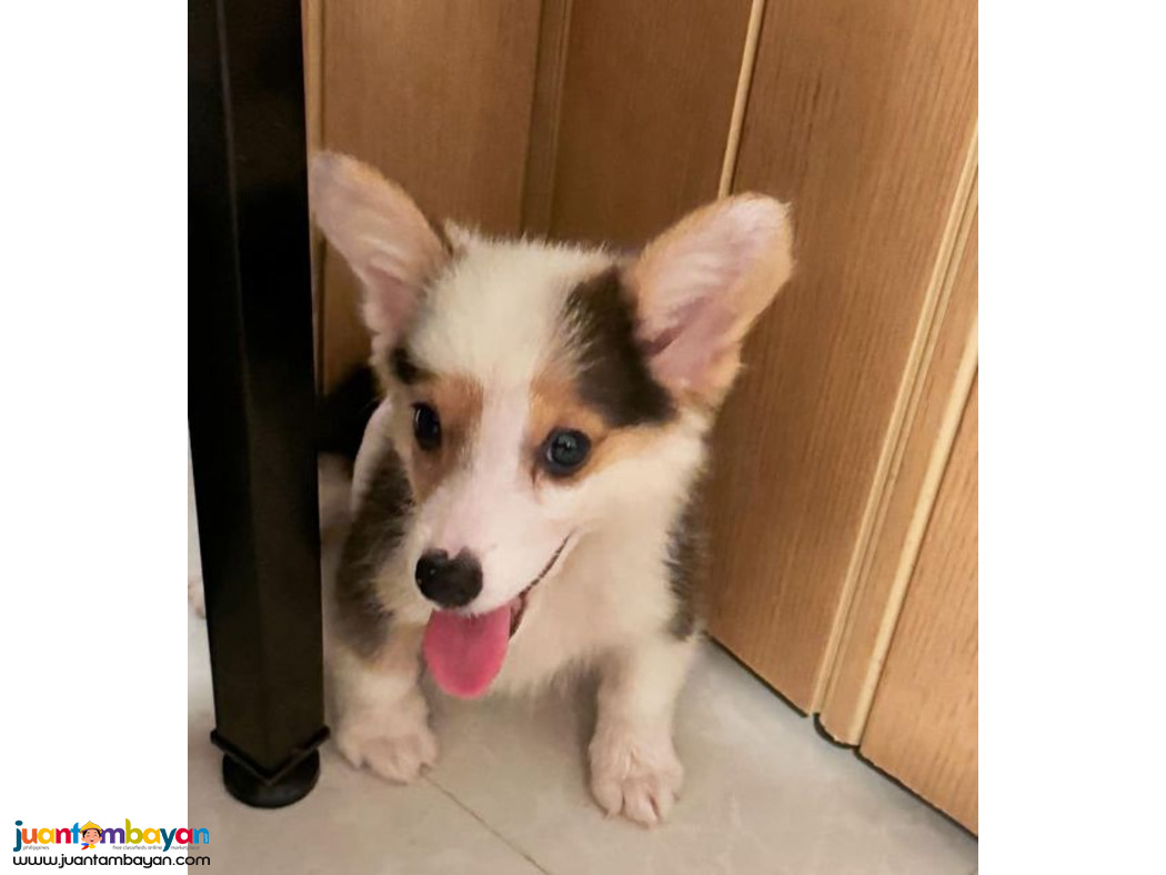 CORGI