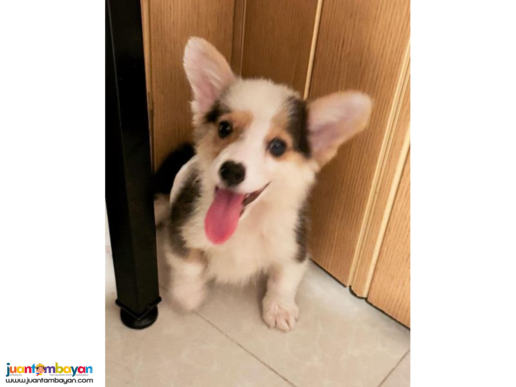 CORGI