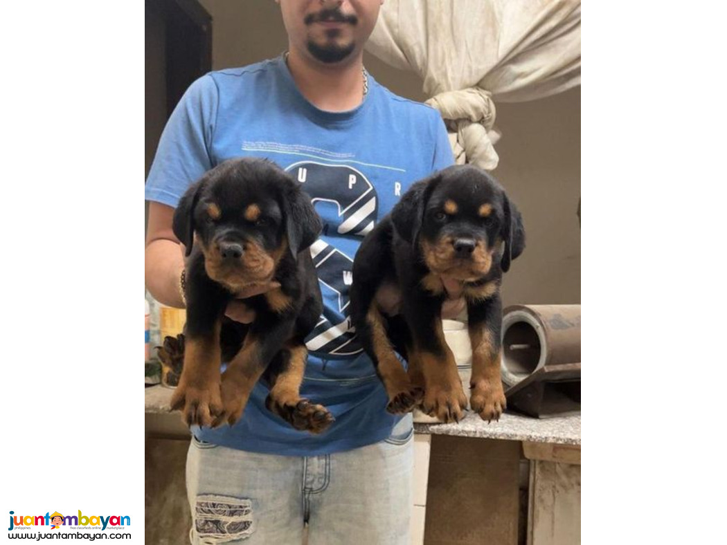 Home raised Rottweiler puppies for sale