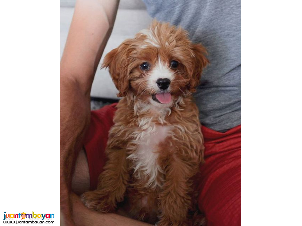 Beautiful Cavapoo puppies males and females available 