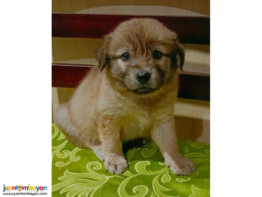 BelgianxJapanese spitz