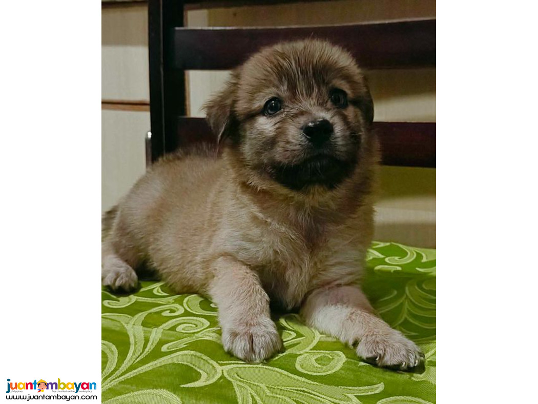 BelgianxJapanese spitz