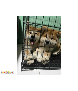 Japanese Akita Inu Pups For Sale