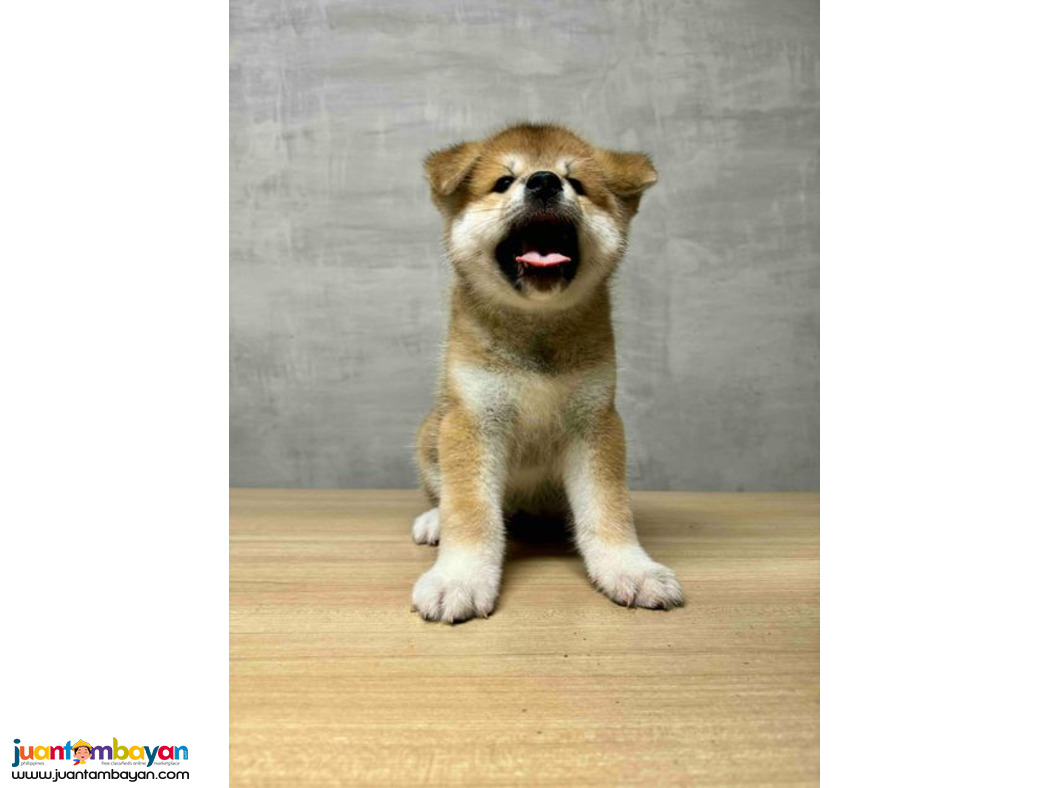 Japanese Akita Inu Pups For Sale