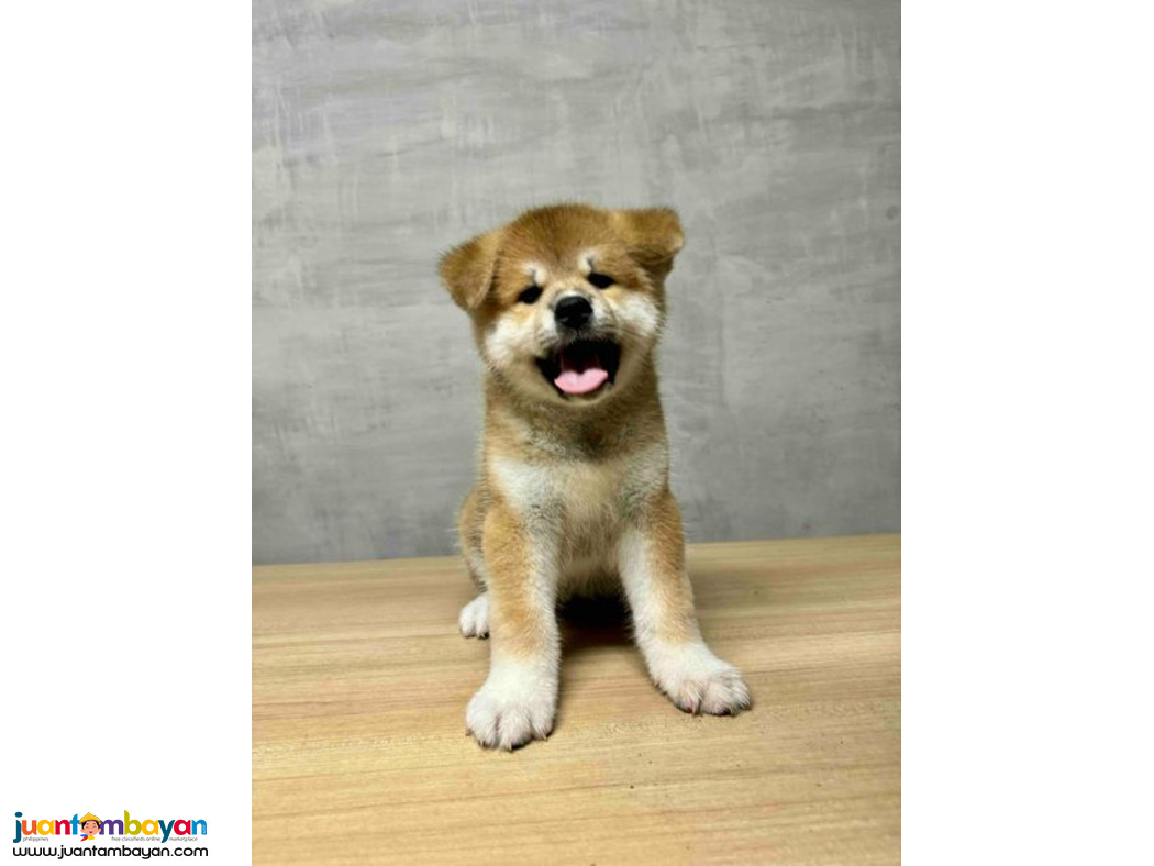 Japanese Akita Inu Pups For Sale