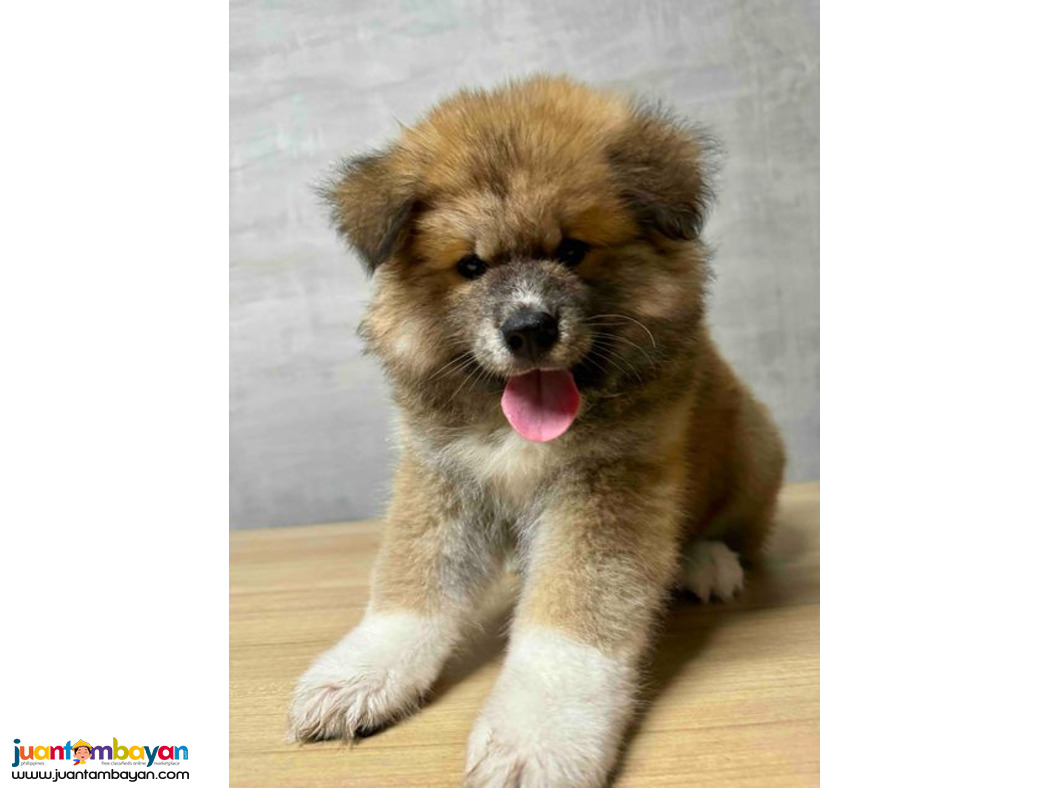 Japanese Akita Inu Pups For Sale