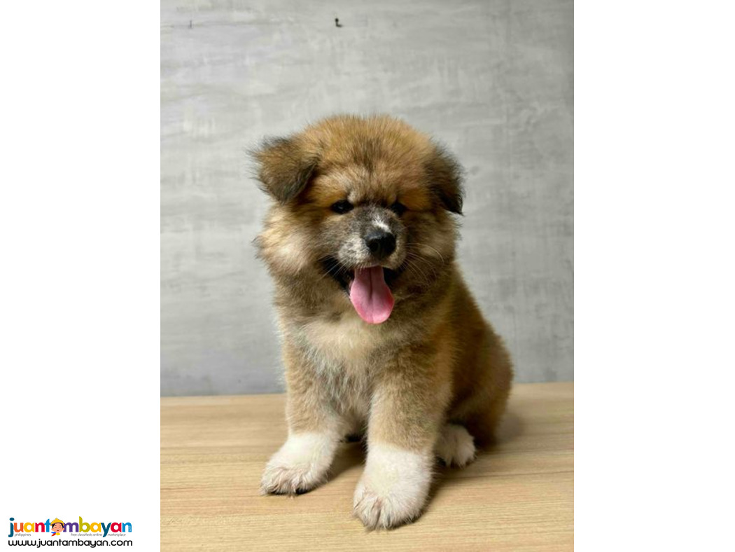 Japanese Akita Inu Pups For Sale