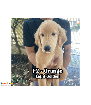 Golden Retriever PCCI Registered